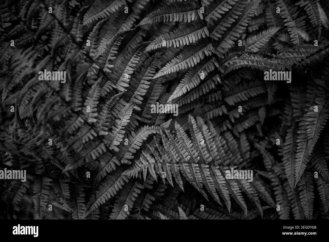 Fern leaves background. Leaves of a bush. Free space. Wild vegetation in nature for nature theme background design. Deciduous plant in nature. Green Stock Photo