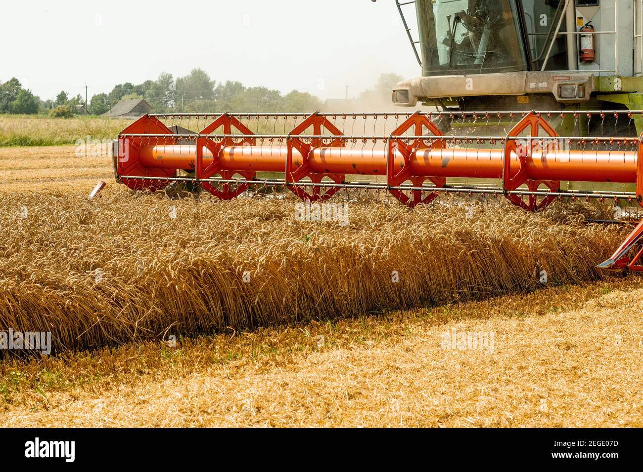 Rotary straw walker combine harvester cuts and threshes ripe wheat