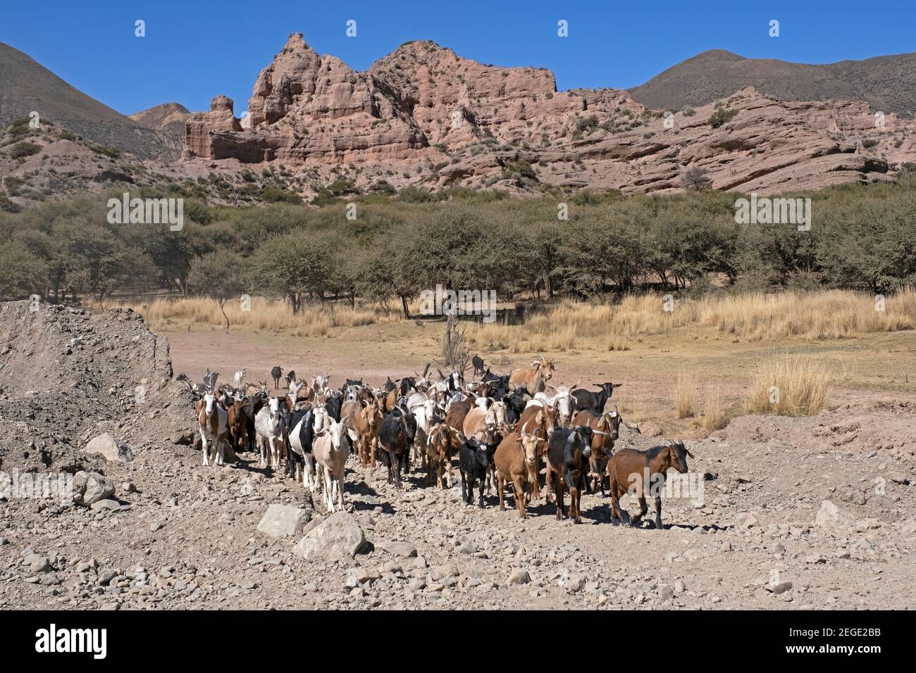 Herd of goats on the high plateau of the Altiplano in the Potosí Department, Bolivia Stock Photo