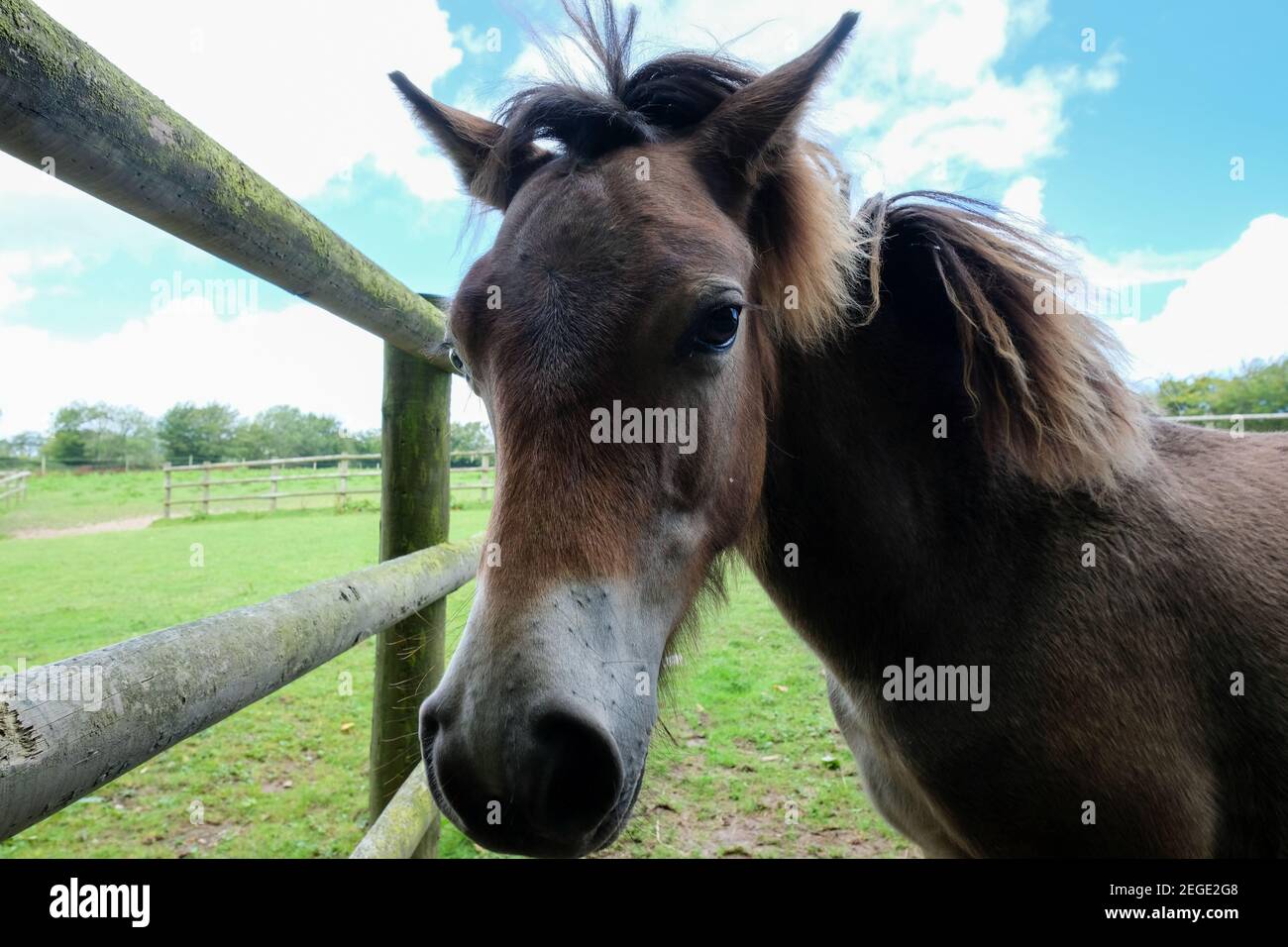 Close shot of a horse in a grassy enclosure with a mixed blue and cloudy sky Stock Photo