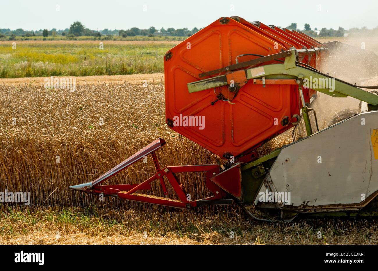 Rotary straw walker combine harvester cuts and threshes ripe wheat