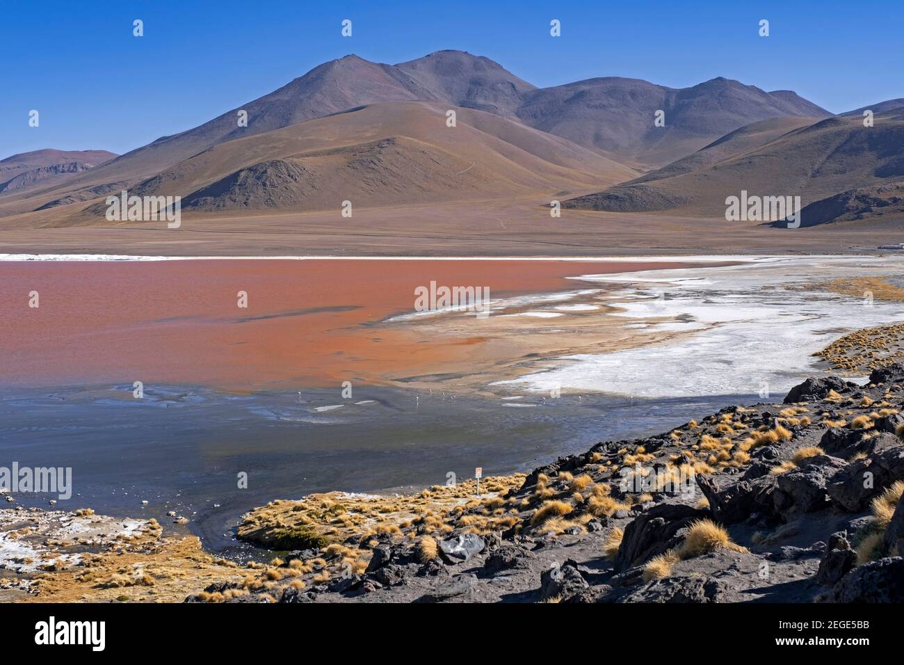 Laguna Colorada / Red Lagoon, salt lake in the Eduardo Avaroa Andean Fauna National Reserve in the Andean mountains, Potosí Province, Bolivia Stock Photo