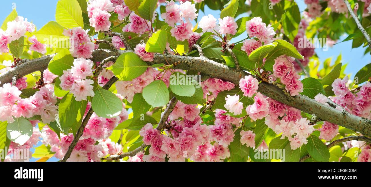 Cherry Blossom or Sakura flower on nature background. Wide photo Stock ...