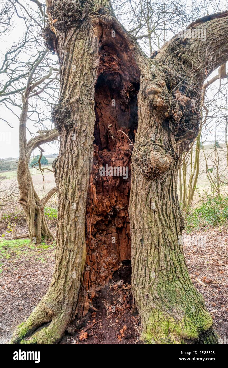 Winter view of oak tree, Quercus robur, with hollow rotten trunk that is still growing. Stock Photo