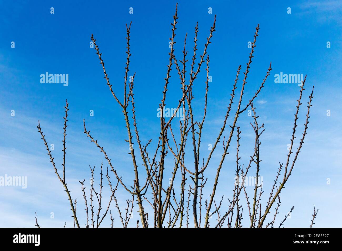 Buds appearing on a greengage tree against a blue sky.  An early sign of spring. Stock Photo