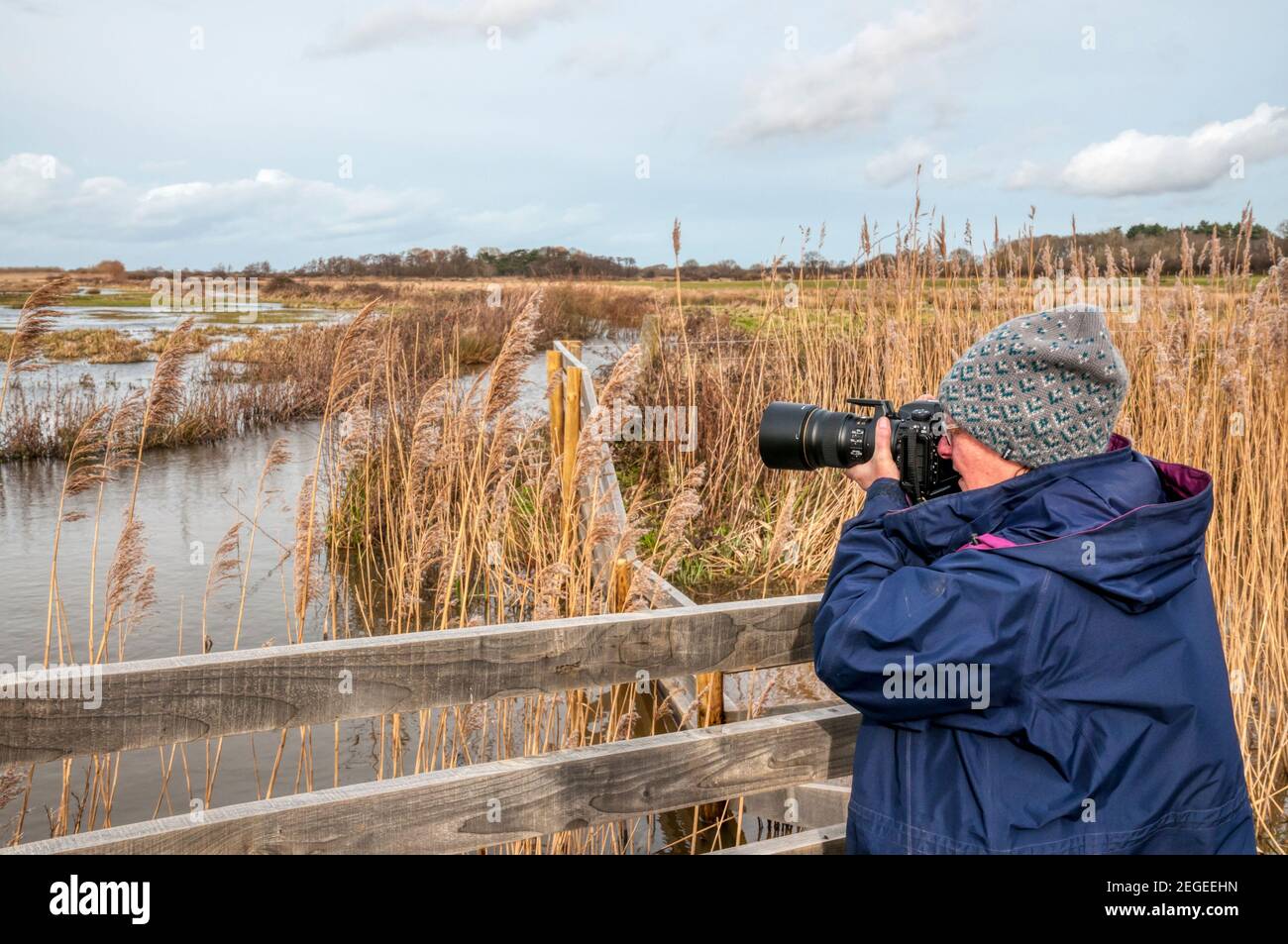Woman photographing birds on Norfolk freshwater grazing marshes. Stock Photo