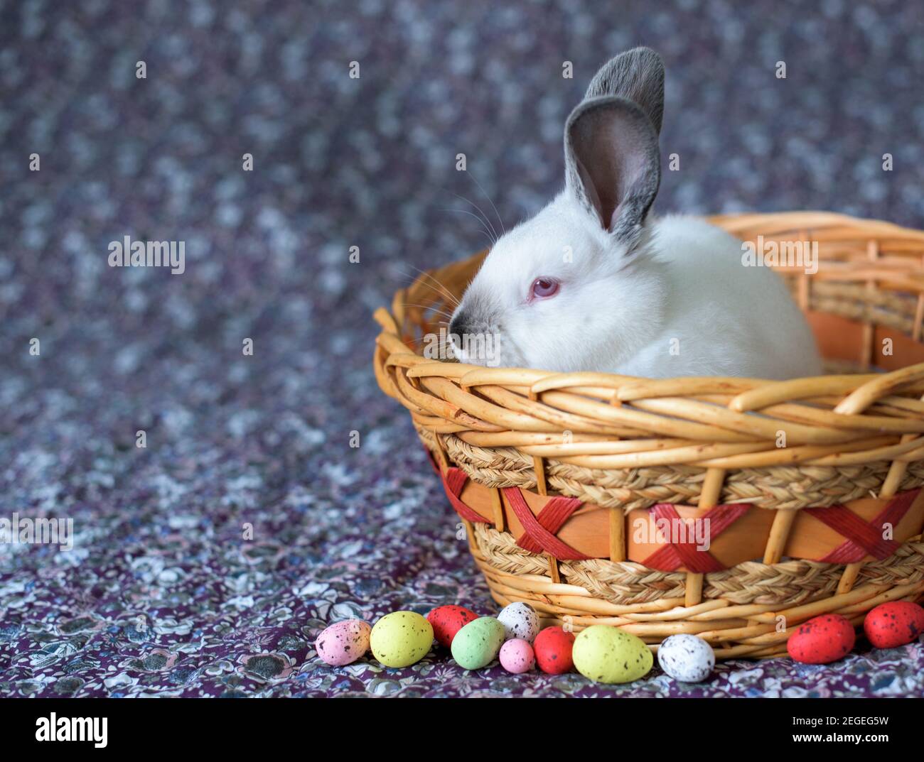 White Easter Bunny with red eyes in a wooden basket with painted eggs ...