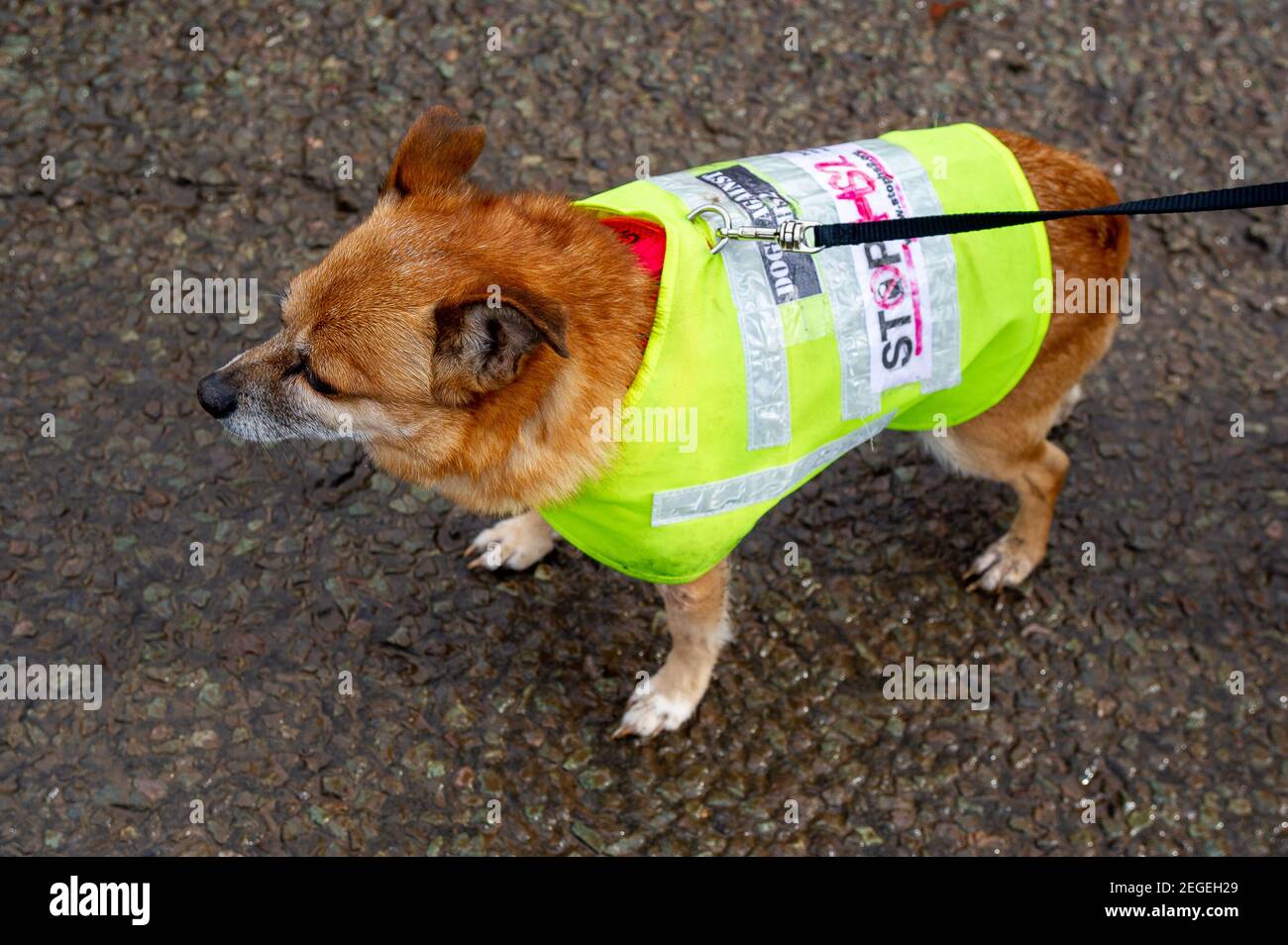 Aylesbury, Buckinghamshire, UK. 18th February, 2021. A dog wears a Stop HS2 high viz jacket. Having fenced off an area of woodland called the Spinney in Aylesbury earlier this week, last night tree surgeons working for HS2 Ltd were felling trees into the early hours this morning. They were doing this right next to the existing railway with the potential to cause an accident as trains were still passing by next to the felling. HS2 Ltd have been unable to provide a copy of a wildlife licence from Natural England allowing them to fell in this area. The High Speed Rail 2 from London to Birmingham Stock Photo