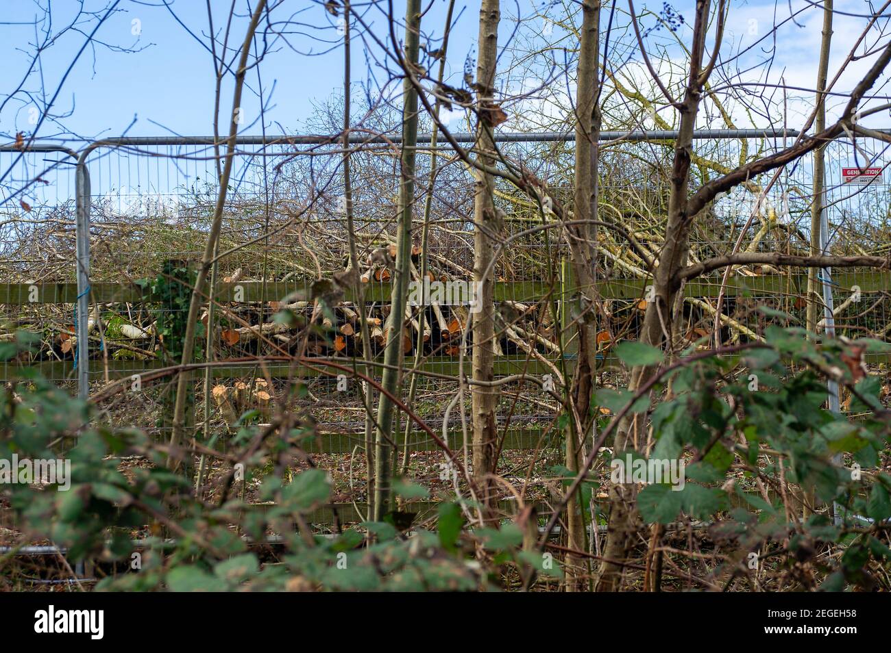 Aylesbury, Buckinghamshire, UK. 18th February, 2021. HS2 have felled an area of hazel coppice where dormice live much to the fury of the landowner and local residents. HS2 Ltd have been unable to provide a copy of a wildlife licence from Natural England allowing them to fell in this area. The High Speed Rail 2 from London to Birmingham puts 693 wildlife sites, 33 SSSIs and 108 ancient woodlands at risk. Credit: Maureen McLean/Alamy Stock Photo