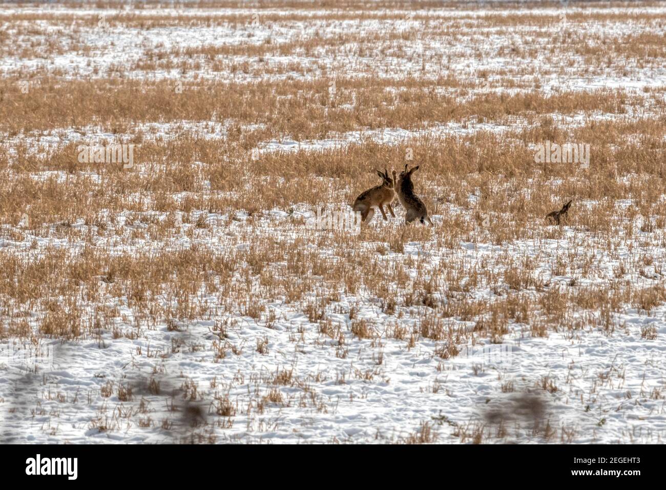 Hares boxing in a snowy Norfolk field in February.  Behaviour seen approaching the peak of the breeding season in March. Stock Photo