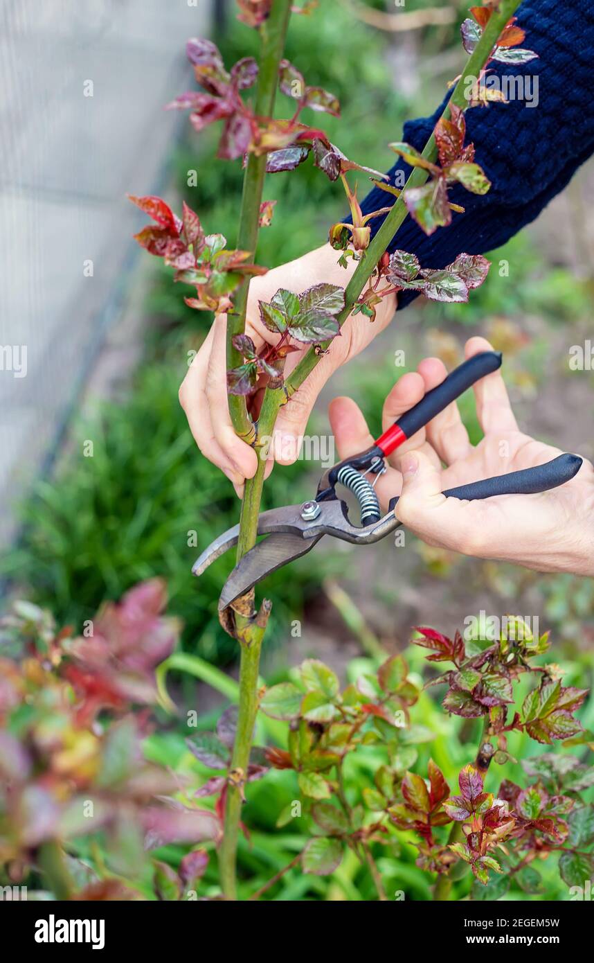 Gardener pruning red bush roses hi-res stock photography and images - Alamy