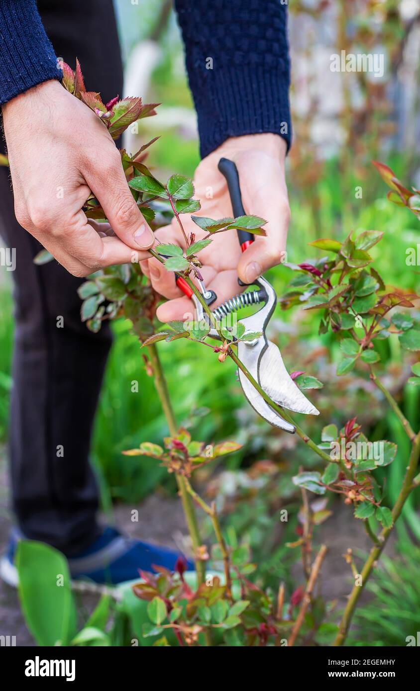 Gardener pruning red bush roses hi-res stock photography and images - Alamy