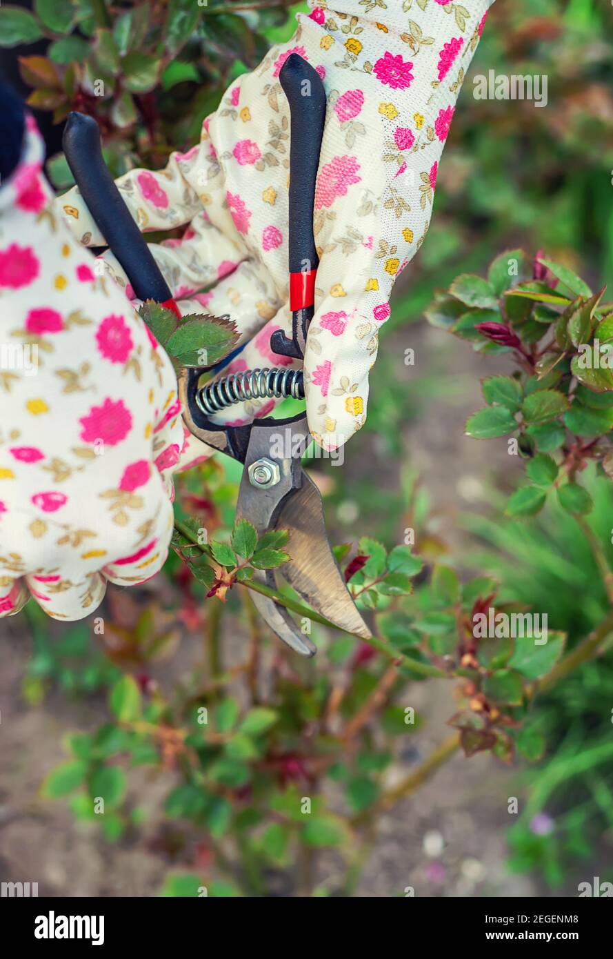 Gardener pruning red bush roses hi-res stock photography and images - Alamy