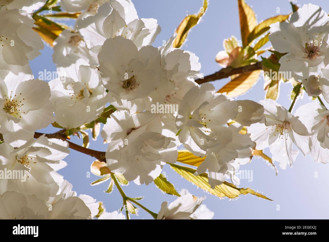 Cherry blossom flowering in April in Scotland Stock Photo Alamy