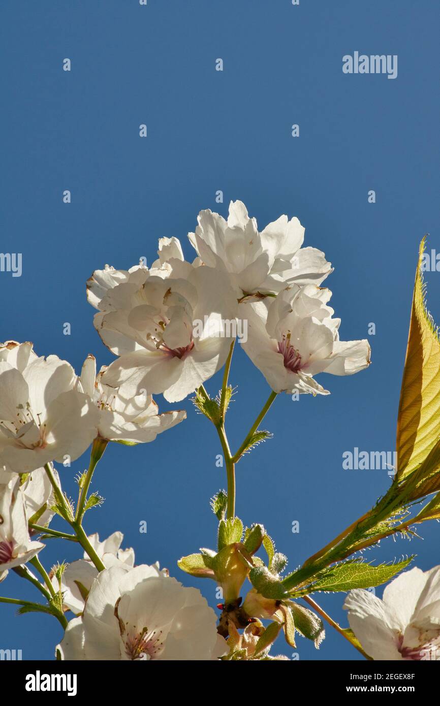 Cherry blossom flowering in April in Scotland Stock Photo Alamy