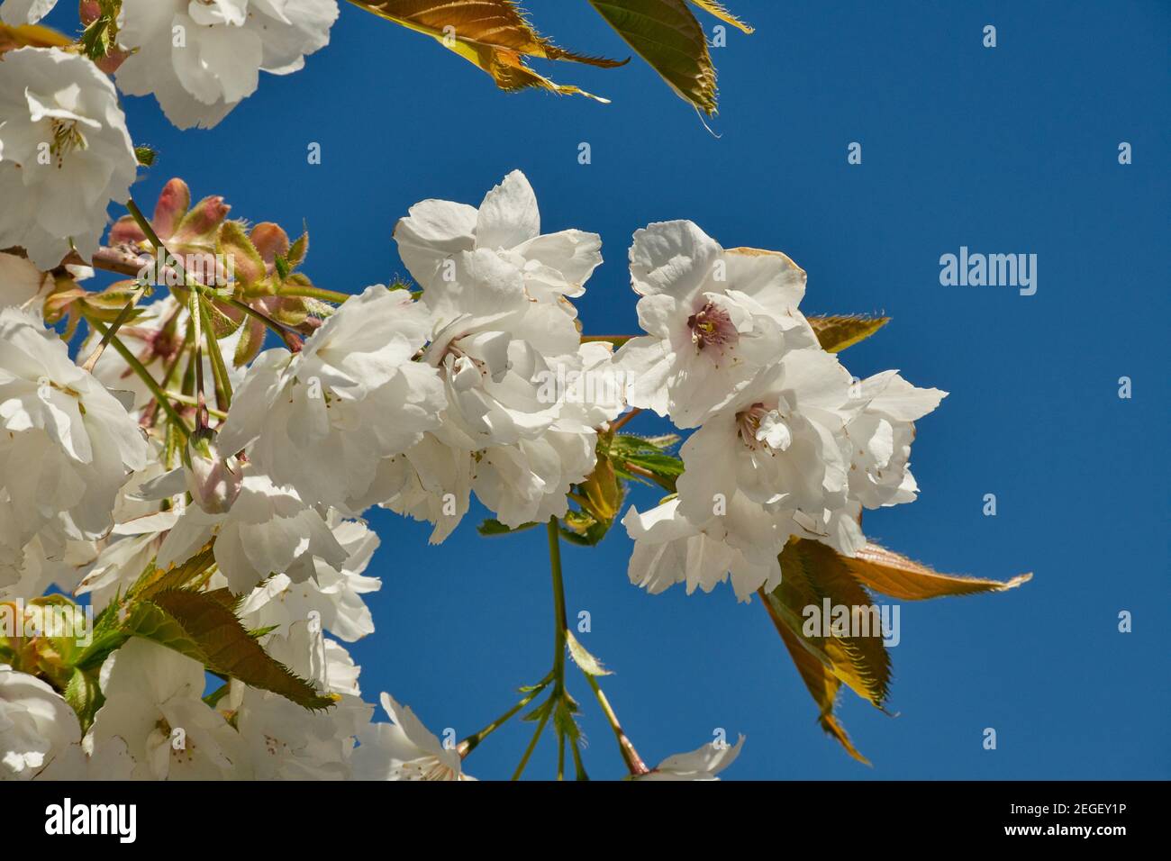 Cherry blossom flowering in April in Scotland Stock Photo Alamy