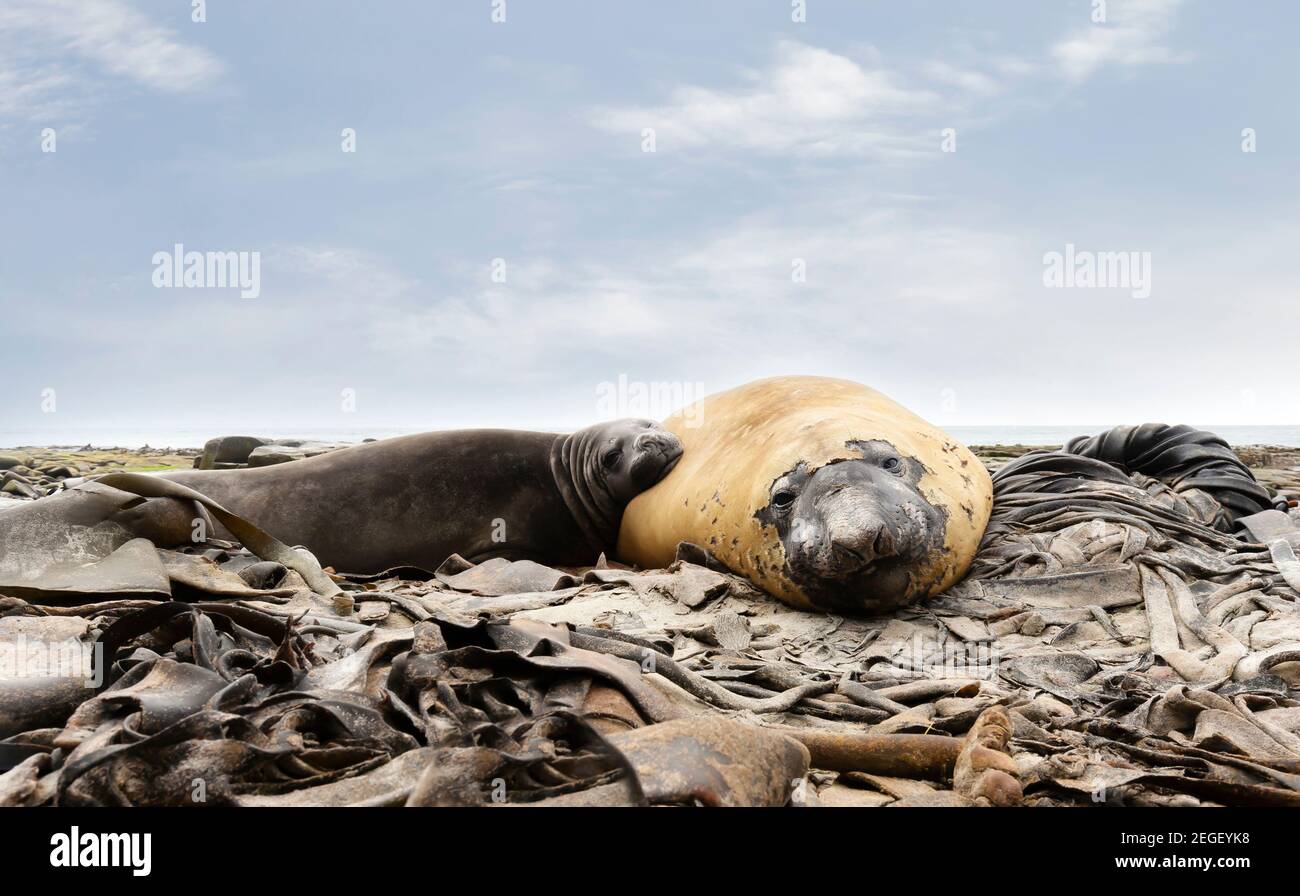 Close up of male and female  Southern elephant  seals lying in the seaweeds on a rocky coast of Falkland Islands. Stock Photo