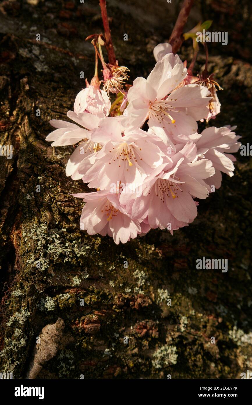 Cherry blossom flowering in April in Scotland Stock Photo Alamy