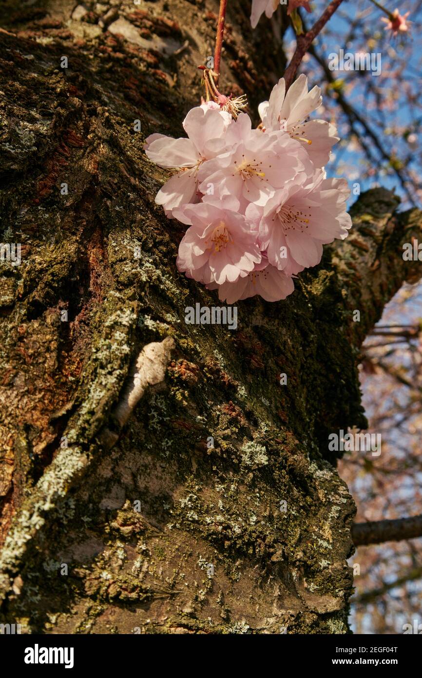 Cherry blossom flowering in April in Scotland Stock Photo Alamy