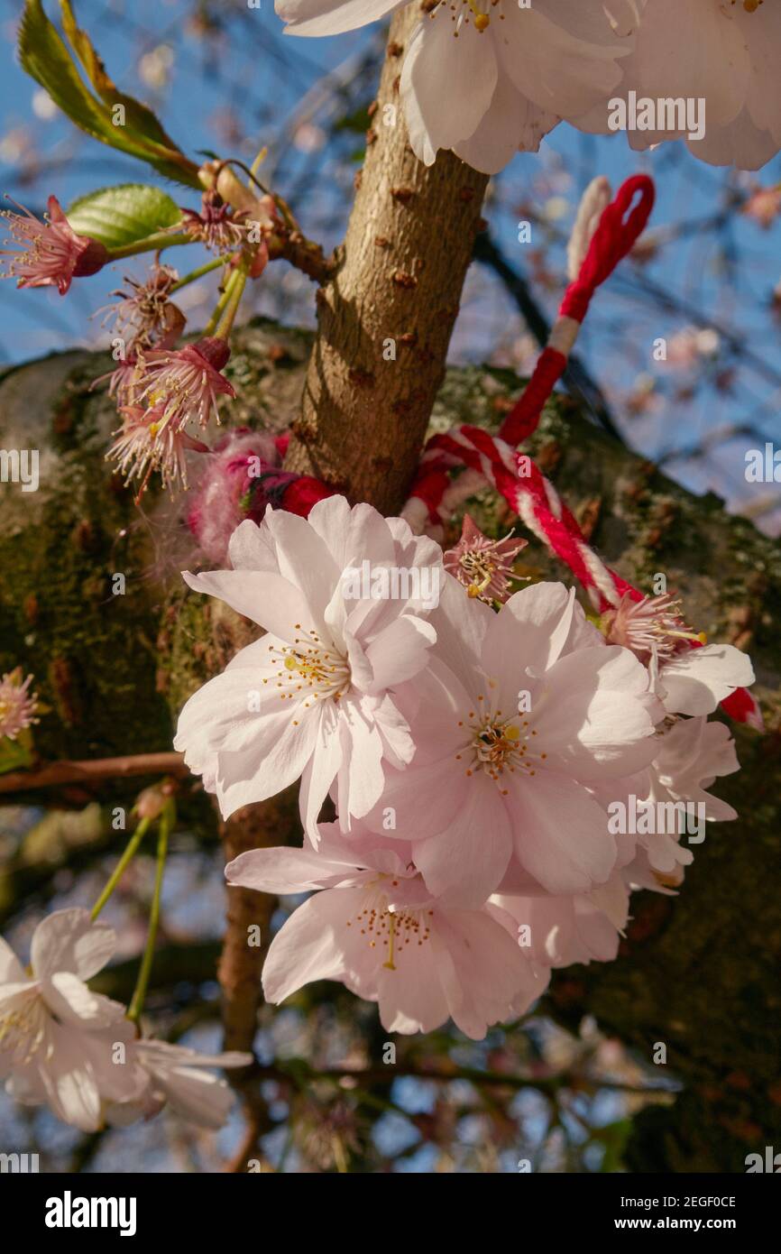 Cherry blossom flowering in April in Scotland Stock Photo Alamy