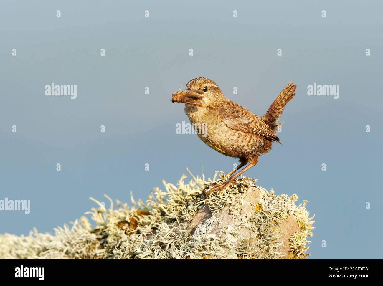 Close up of a Shetland wren perched on a mossy stone with a moth in a beak. Summer in Shetland islands. Stock Photo