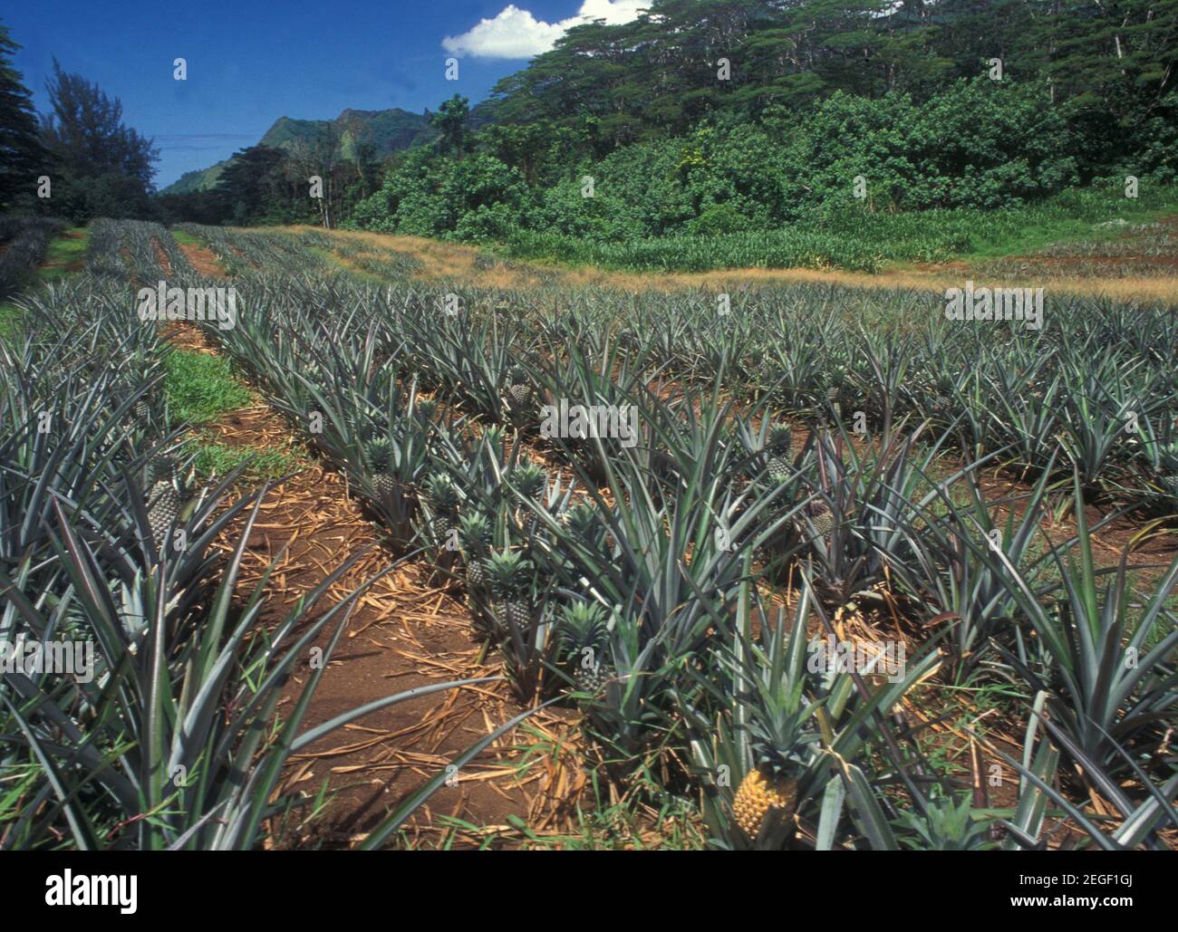 French Polynesia Pineapple plantation on Moorea Islands Stock Photo