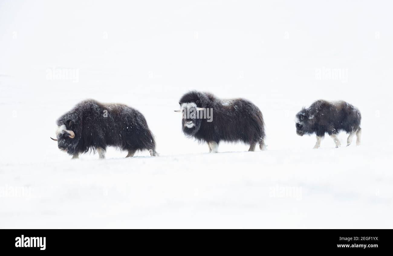 Musk Oxen (Ovibos moschatus) with a young musk ox in snowy Dovrefjell mountains during cold winter in Norway. Stock Photo