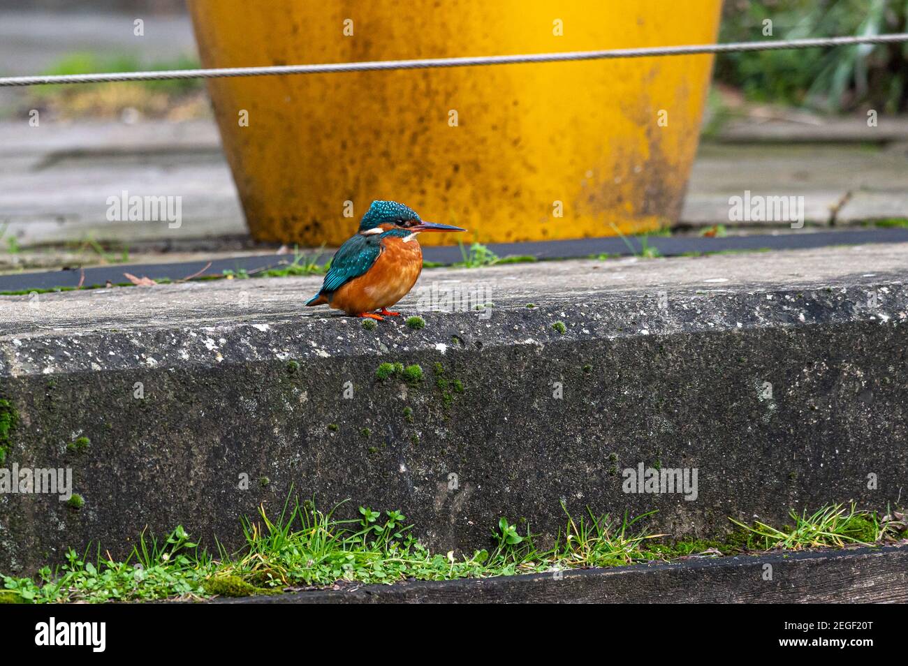 Female common kingfisher, alcedo atthis, urban town setting with reduced people activity due to pandemic, perched in front of restaurant plant pots Stock Photo