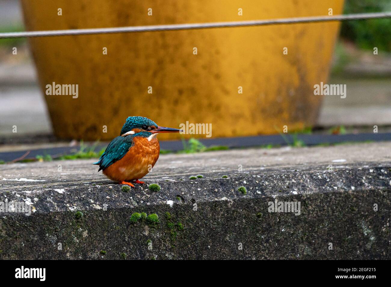Female common kingfisher, alcedo atthis, urban town setting with reduced people activity due to pandemic, perched in front of restaurant plant pots Stock Photo