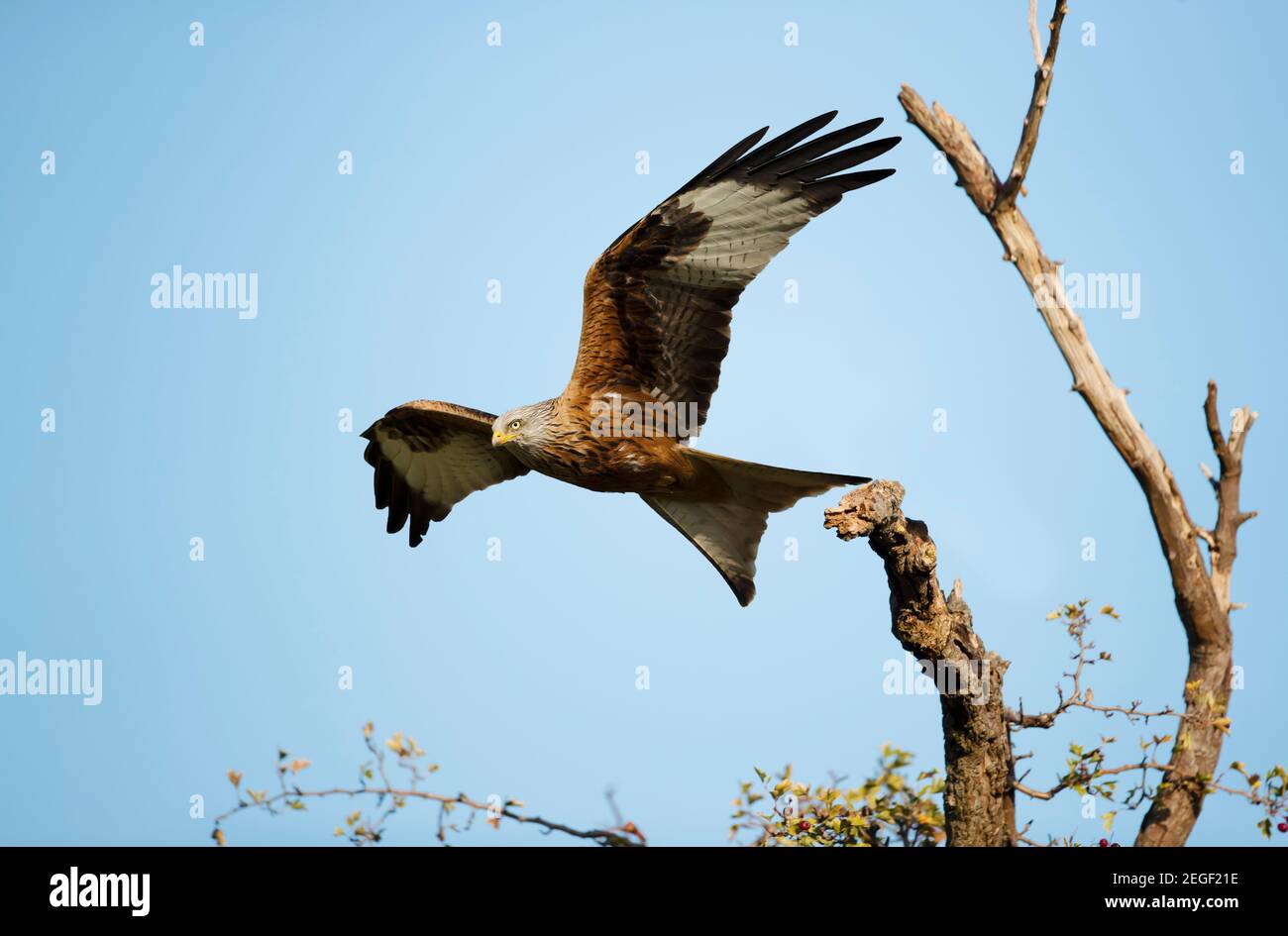 Close up of a Red kite in flight against clear blue sky, UK. Stock Photo