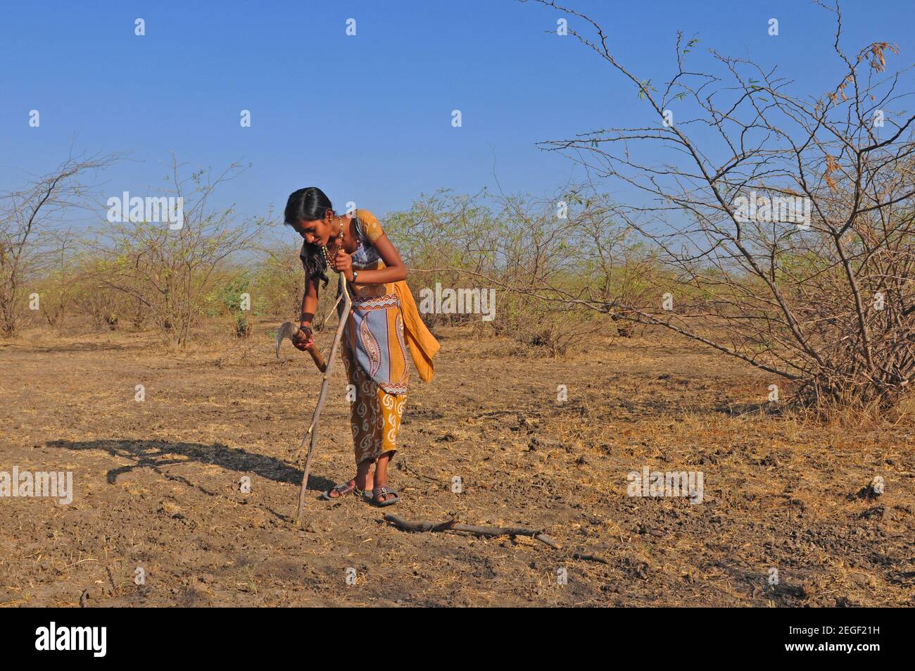 Harte Arbeit:  Junge indische Mädchen schlagen Holz im Nationalpark Little Rann of Kutch, in der Salzsumpf-Landschaft im Bundesstaat Gujarat, Indien | Stock Photo