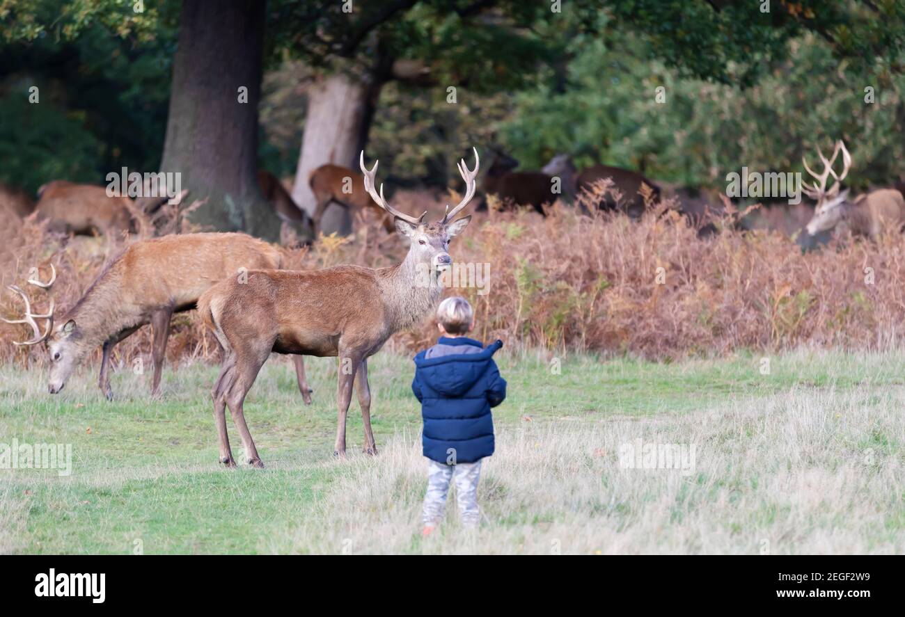 A young child watching at red deer in a park, London, UK. Stock Photo