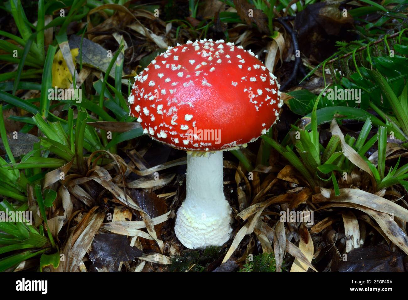 The fungus Amanita muscaria (fly agaric) is native throughout the temperate and boreal regions of the Northern Hemisphere. Stock Photo