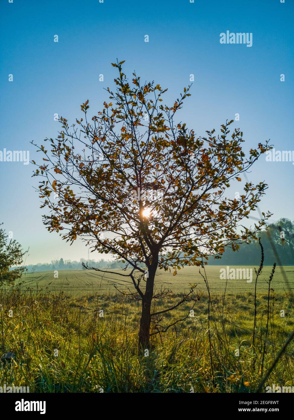 Small tree with green and yellow fields around and shining sun behind Stock Photo