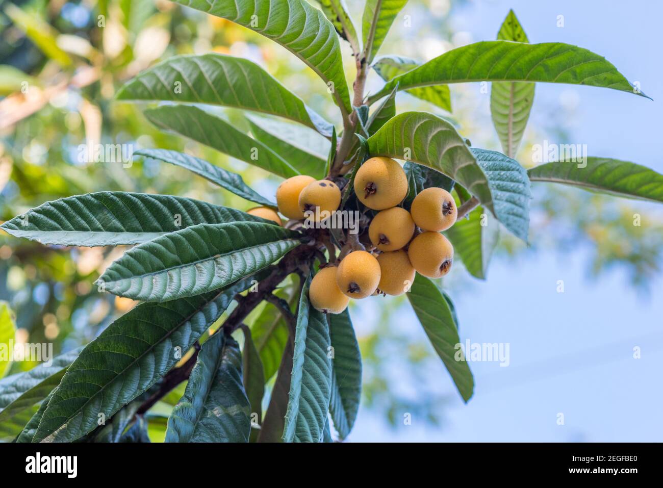 Loquat (Eriobotrya japonica), fruits on a branch with leaves. The end of May, Kutaisi, Georgia. Stock Photo