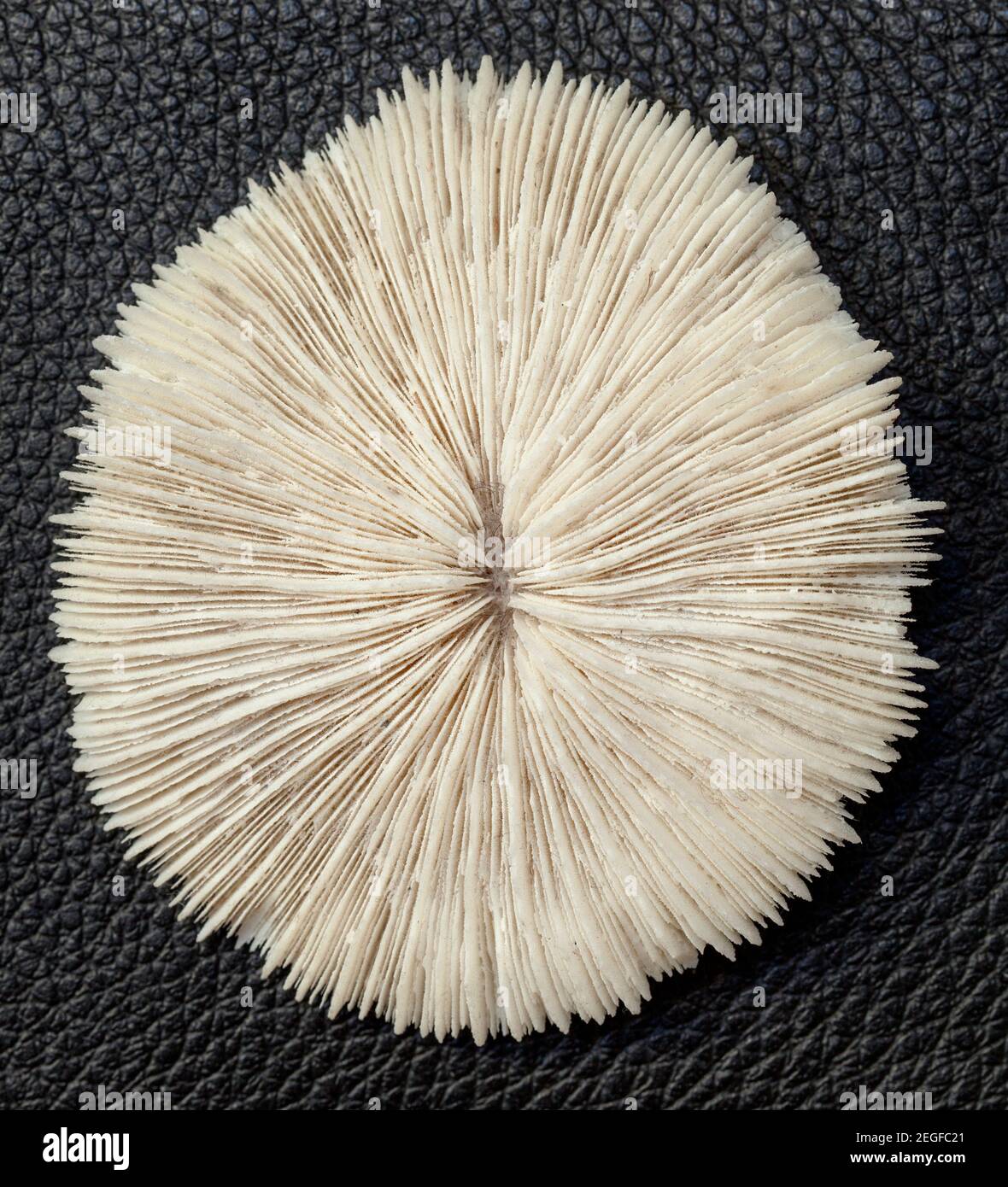 Mineral Mushroom