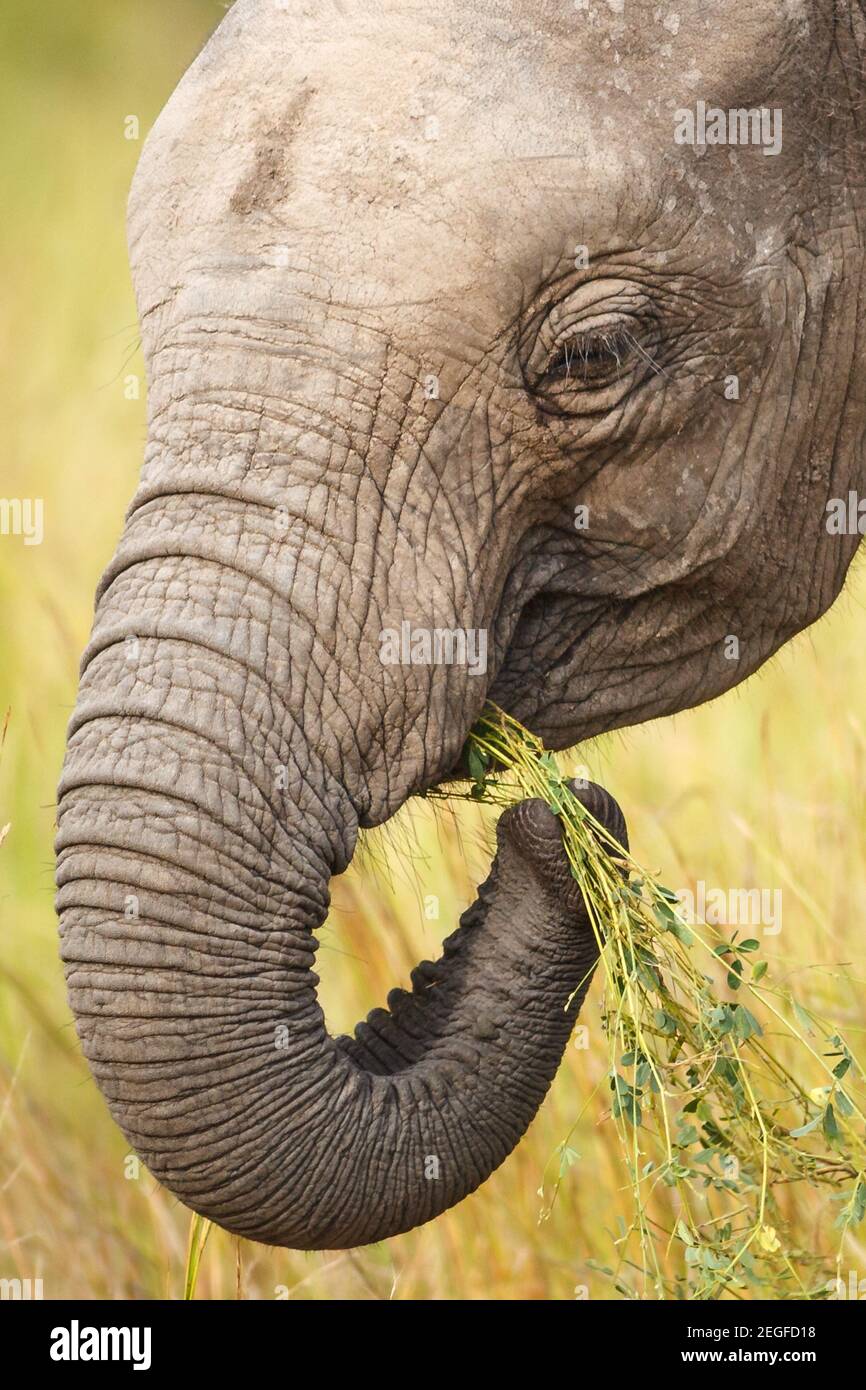 African Elephant, Loxodonta africana, juvenile, browsing on Silver Tephrosia, Tephrosia purpurea, Letaba District, Kruger National Park, South Africa Stock Photo