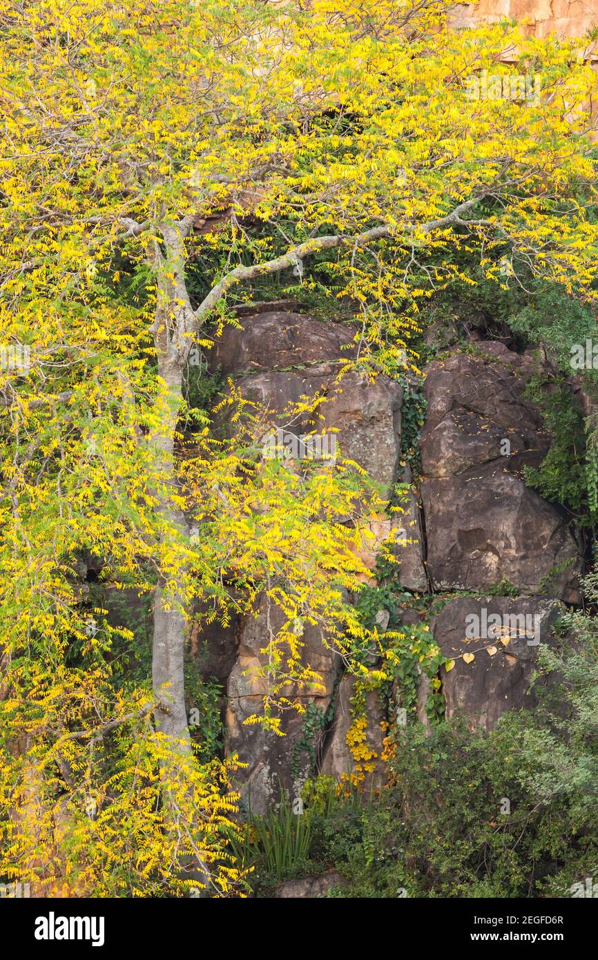 White Seringa, Kirkia acuminata, against a rock face, Kruger National Park, South Africa Stock Photo