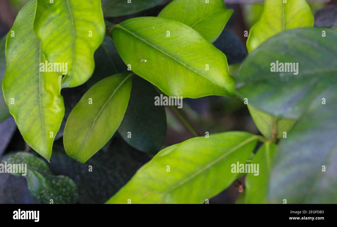 Large green tropical leaves pattern, tropical plant Acokanthera spectabilis Stock Photo