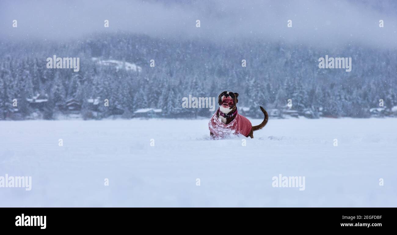 Dog playing in the snow Stock Photo - Alamy