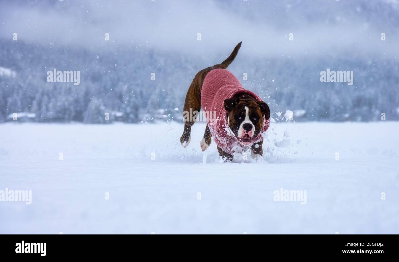 Dog playing in the snow Stock Photo - Alamy