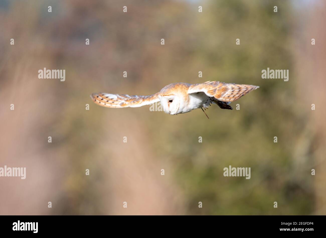 flying-the-barn-hi-res-stock-photography-and-images-alamy