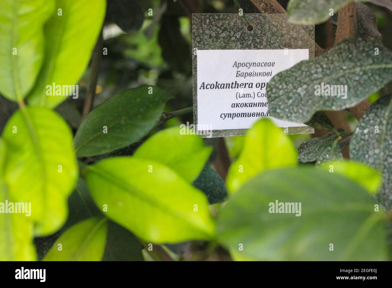 Large green tropical leaves pattern and a sign that says Acokanthera spectabilis Stock Photo