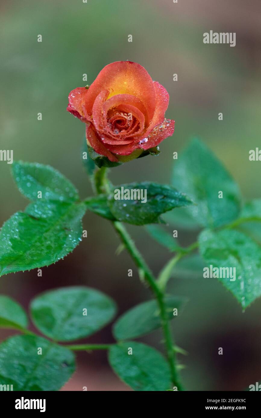 Vertical selective focus shot of a red rose with raindrops Stock Photo ...