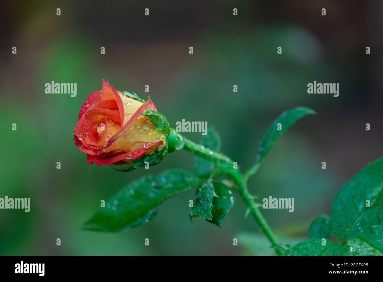 Selective focus shot of a red rose with raindrops Stock Photo - Alamy