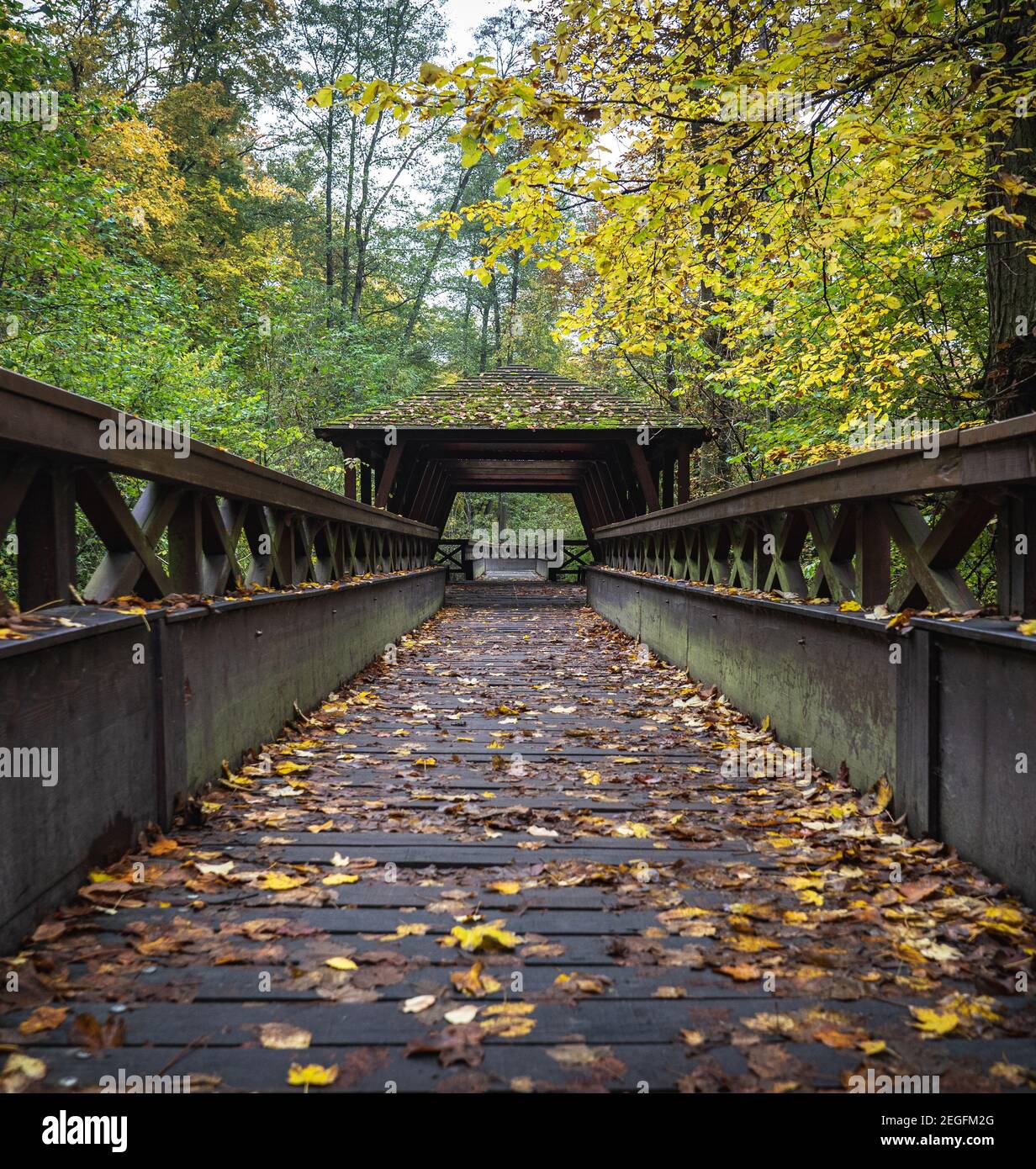 Symmetric lines of the wooden bridge in the autumn forest. Yellow leaves on the brigde. Stock Photo