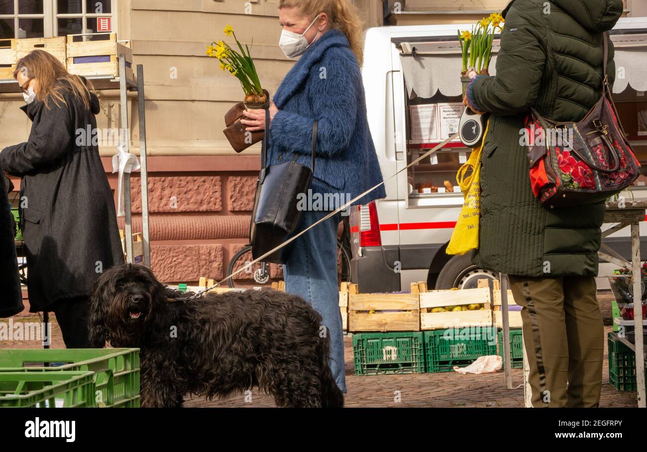 Women wearing face masks queuing at safe distance at local market, buying potted spring daffodil from farm bulbs for home and garden. Stock Photo