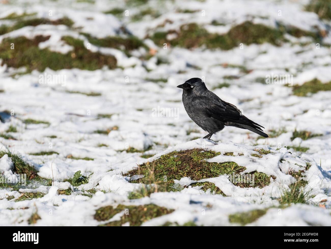 Jackdaw (Corvus monedula) standing on an ant hill in the snow Stock Photo