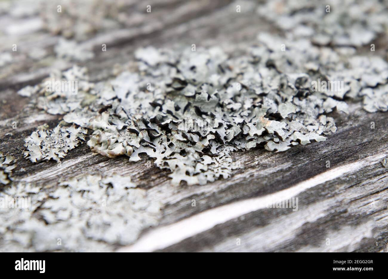 Grey lichen on the wooden bench. Stock Photo
