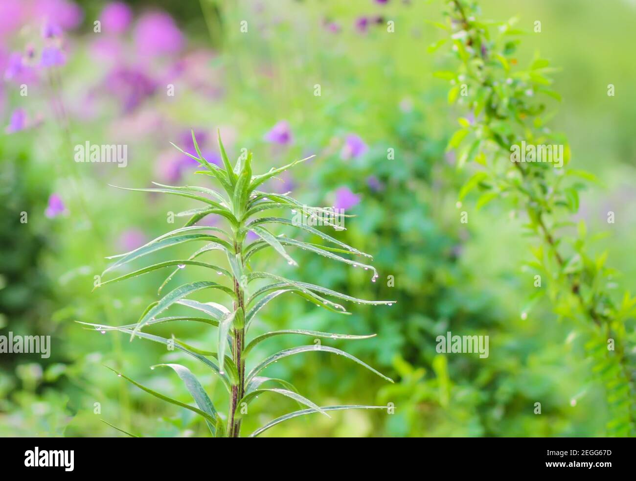 Green phlox plants in summer garden Stock Photo
